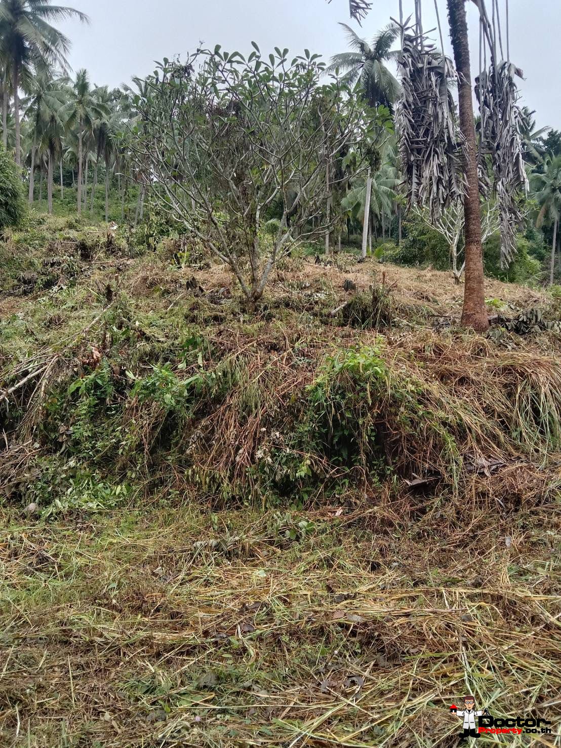 7 Rai Land Parcel – Na Muang – Koh Samui – for sale